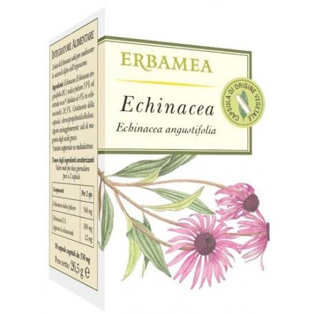 Echinacea