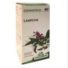 Lampone